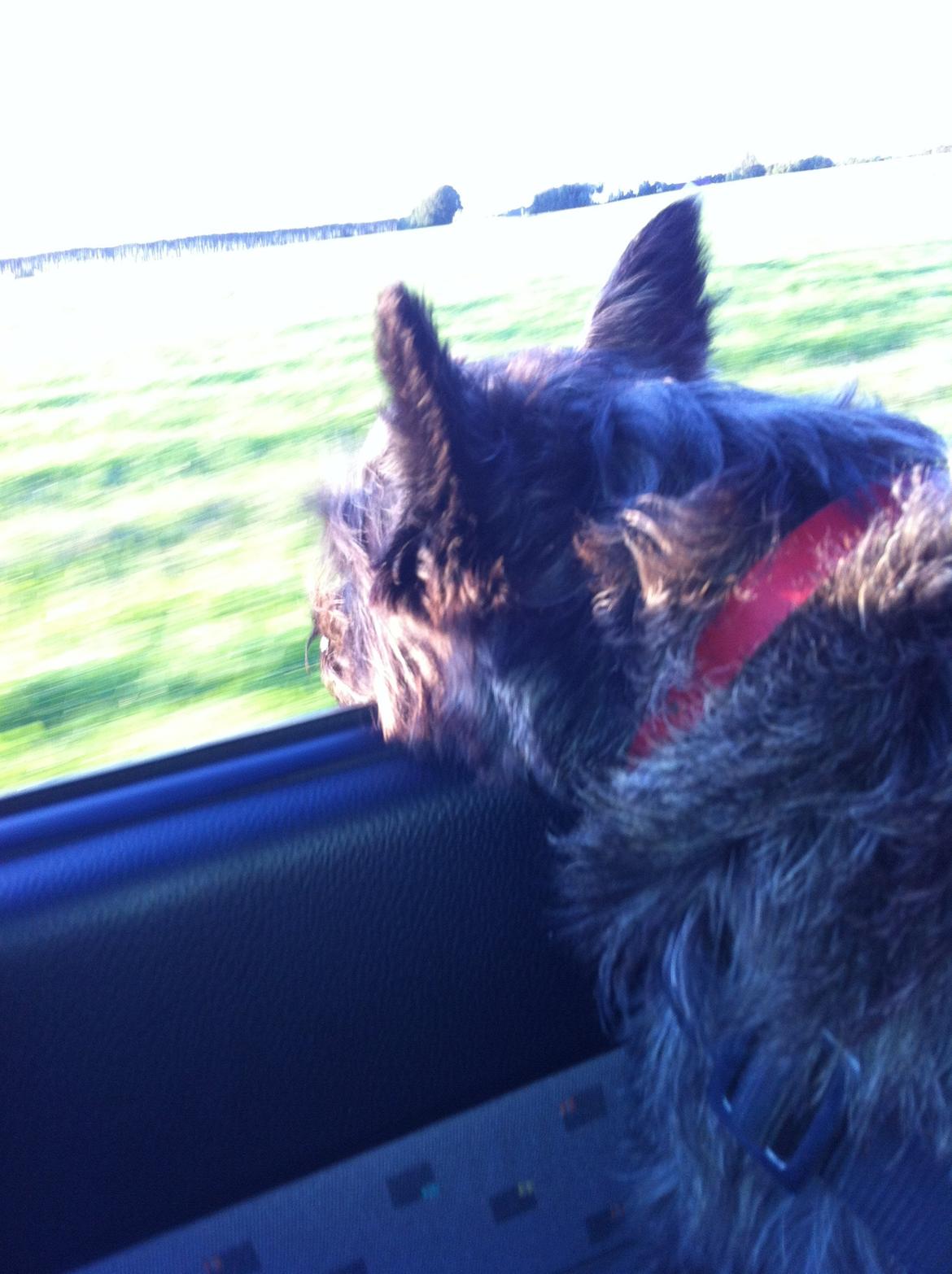 Cairn terrier Sille billede 11