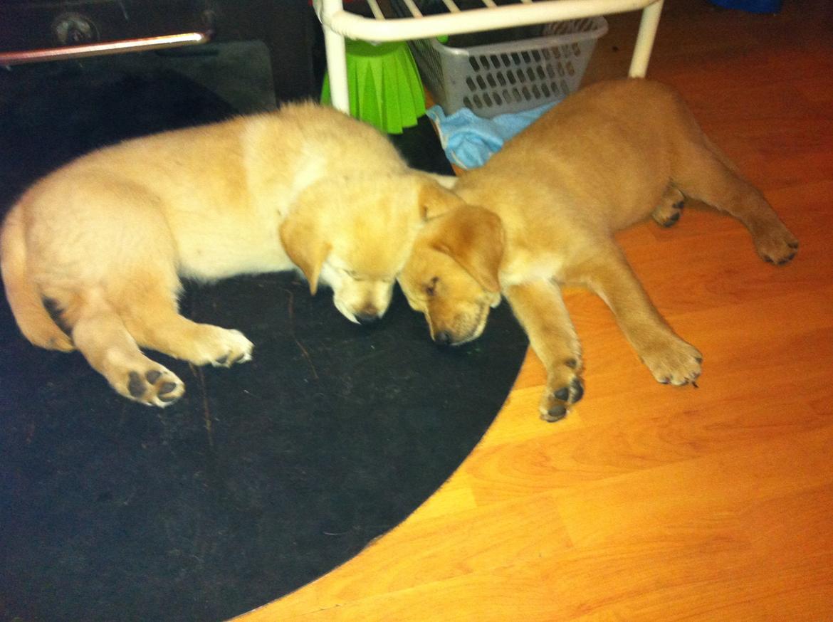 Labrador retriever Futte billede 1