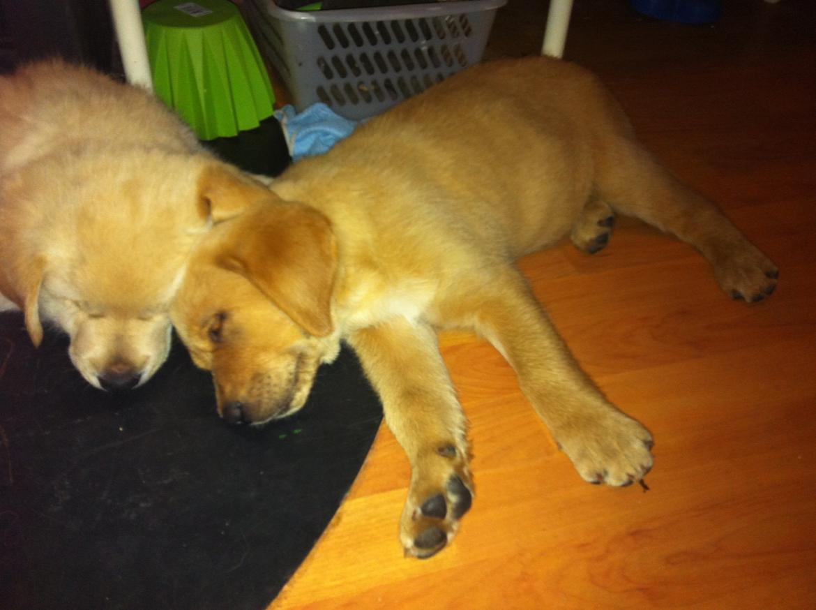 Labrador retriever Futte billede 2