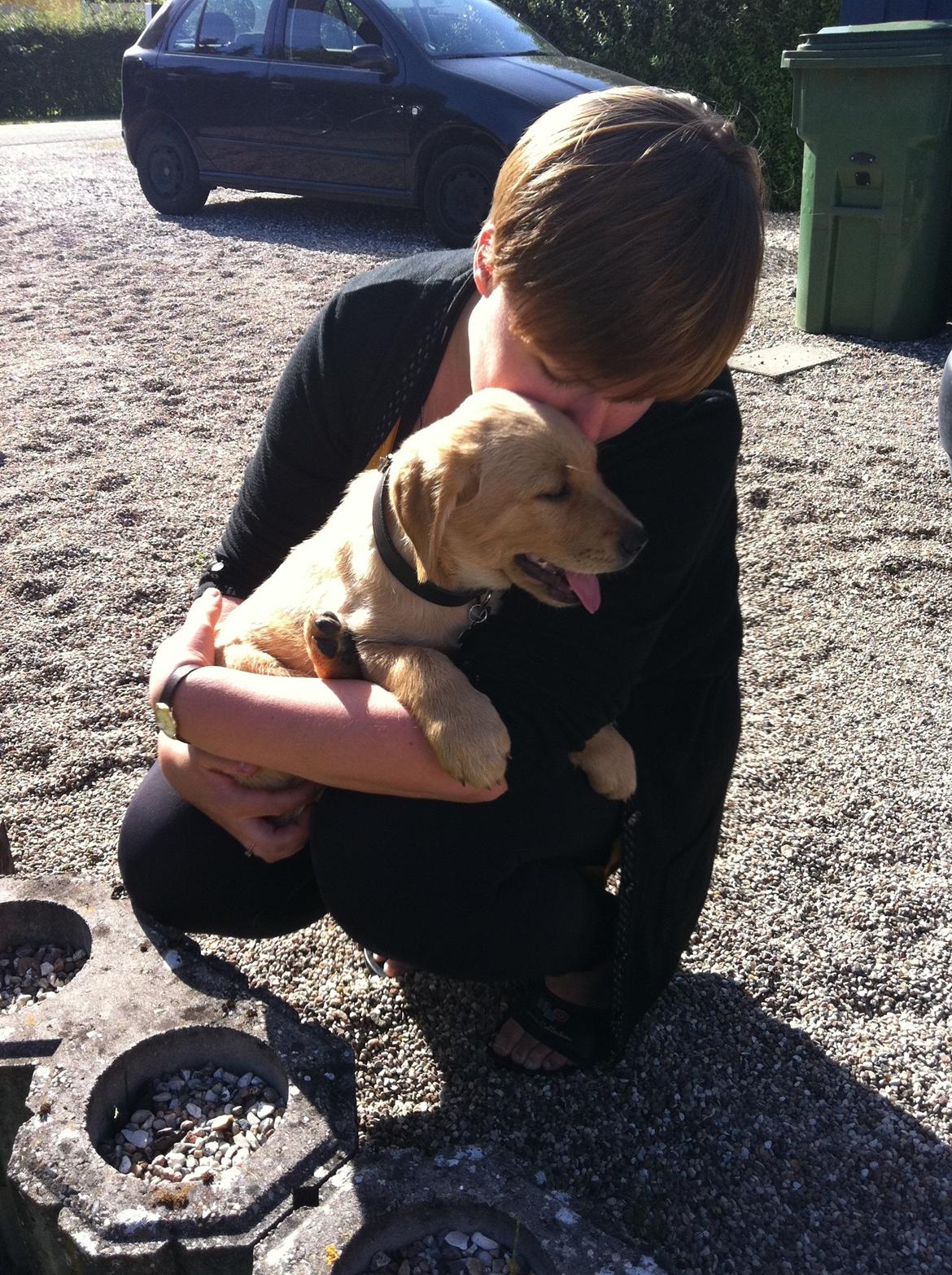 Labrador retriever Futte billede 3