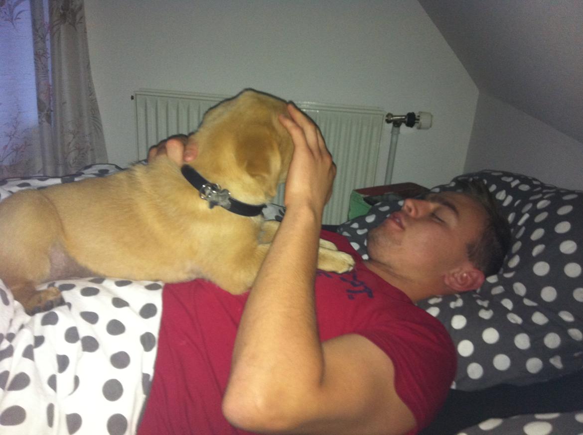 Labrador retriever Futte billede 4