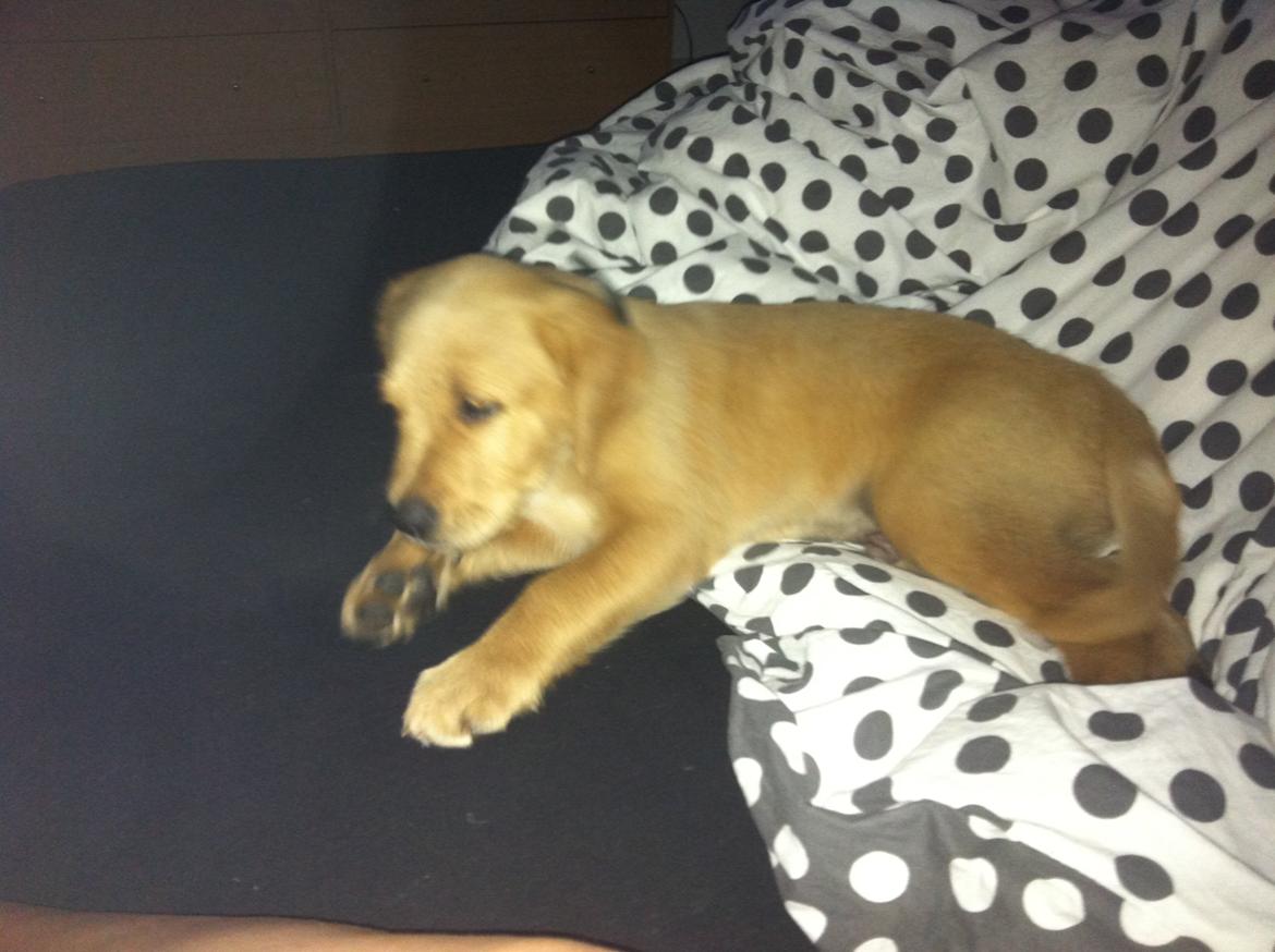 Labrador retriever Futte billede 5