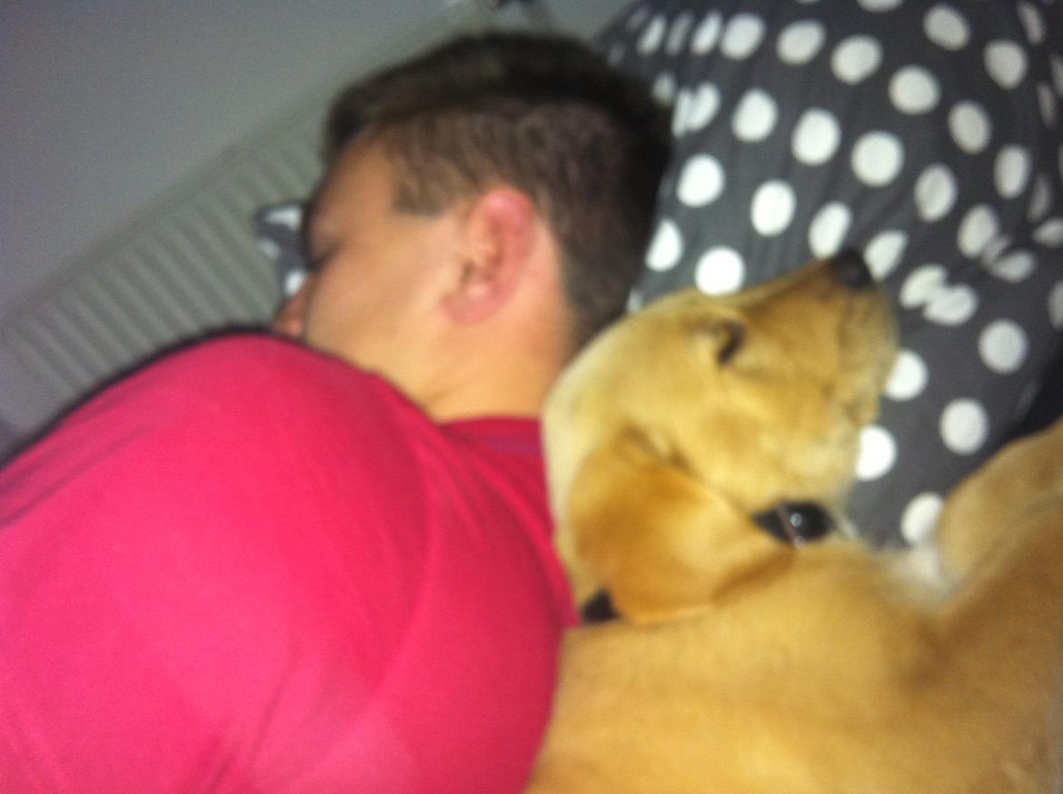 Labrador retriever Futte billede 6