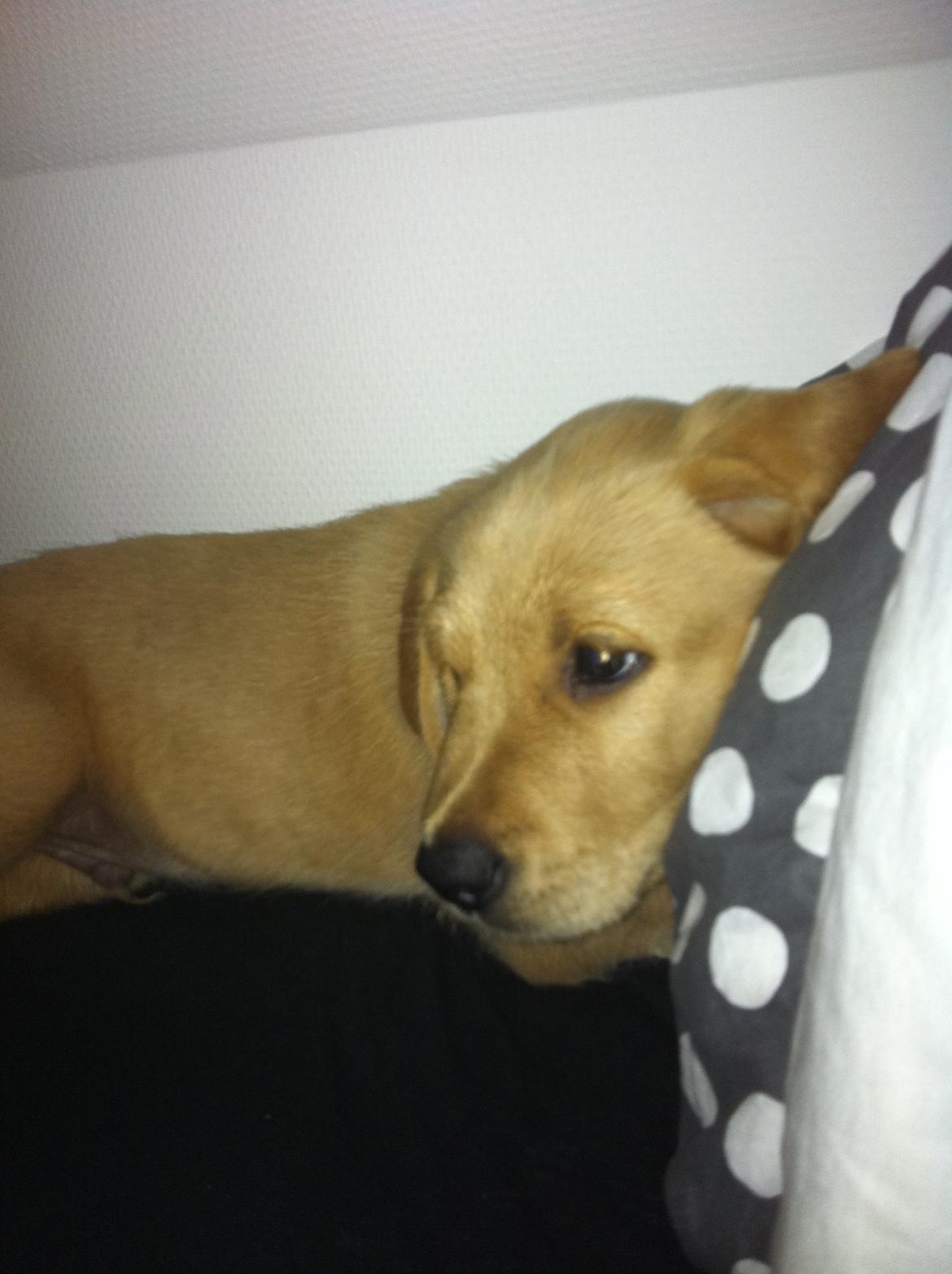 Labrador retriever Futte billede 7