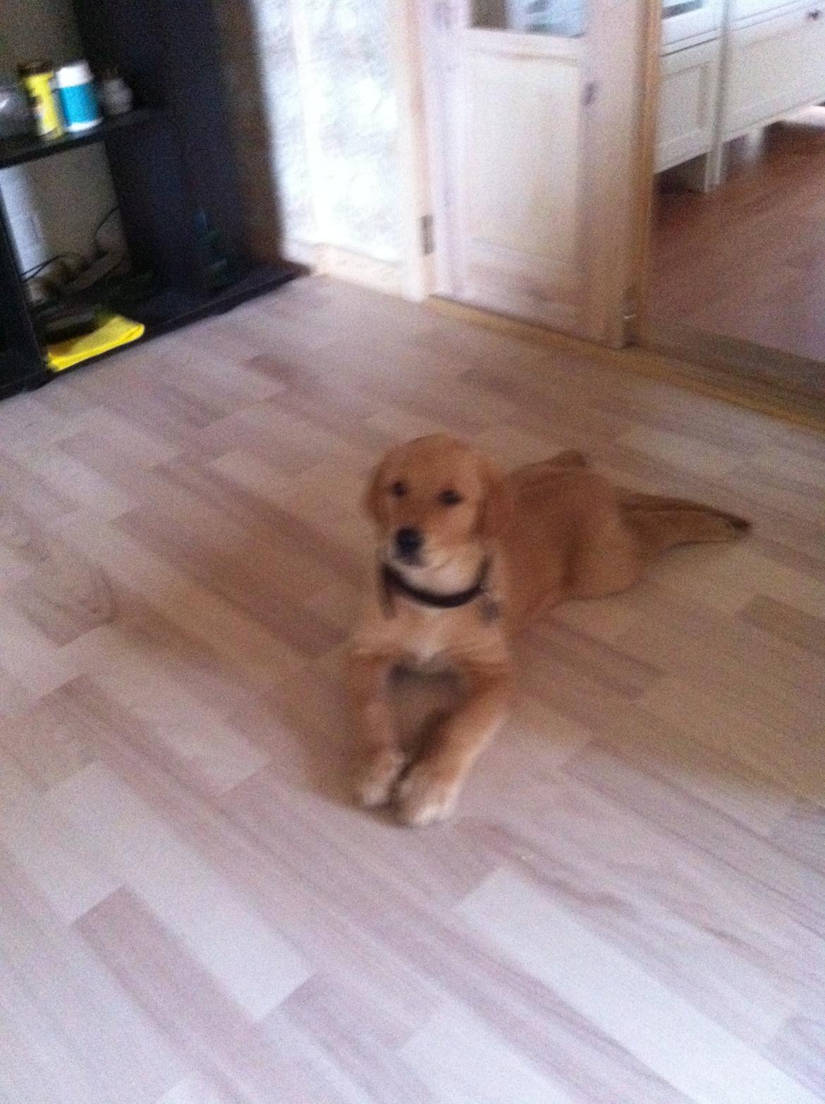 Labrador retriever Futte billede 8