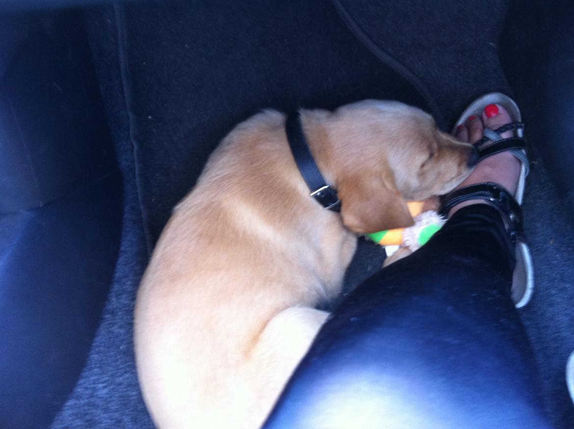 Labrador retriever Futte billede 9