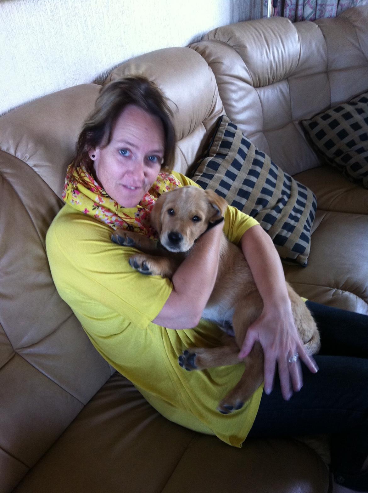 Labrador retriever Futte billede 10