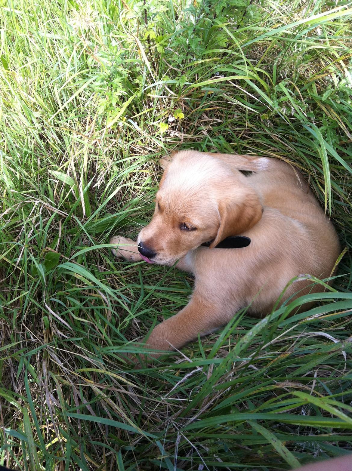 Labrador retriever Futte billede 11