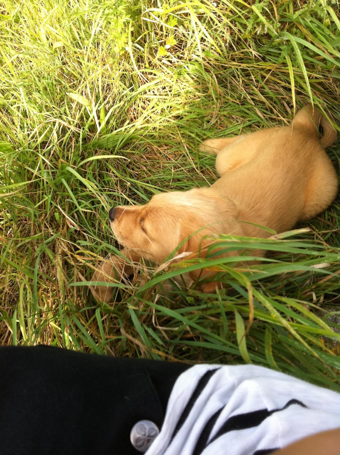 Labrador retriever Futte billede 12