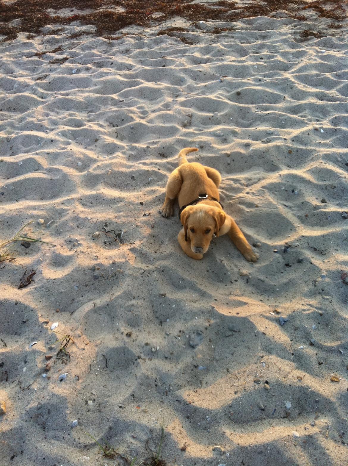 Labrador retriever Futte billede 13