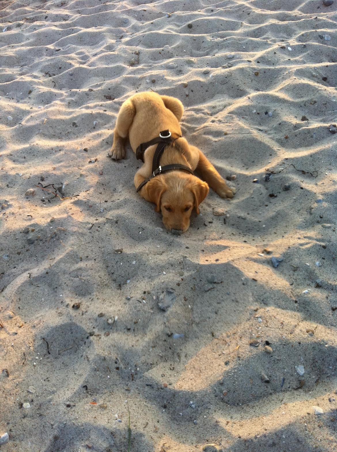 Labrador retriever Futte billede 14