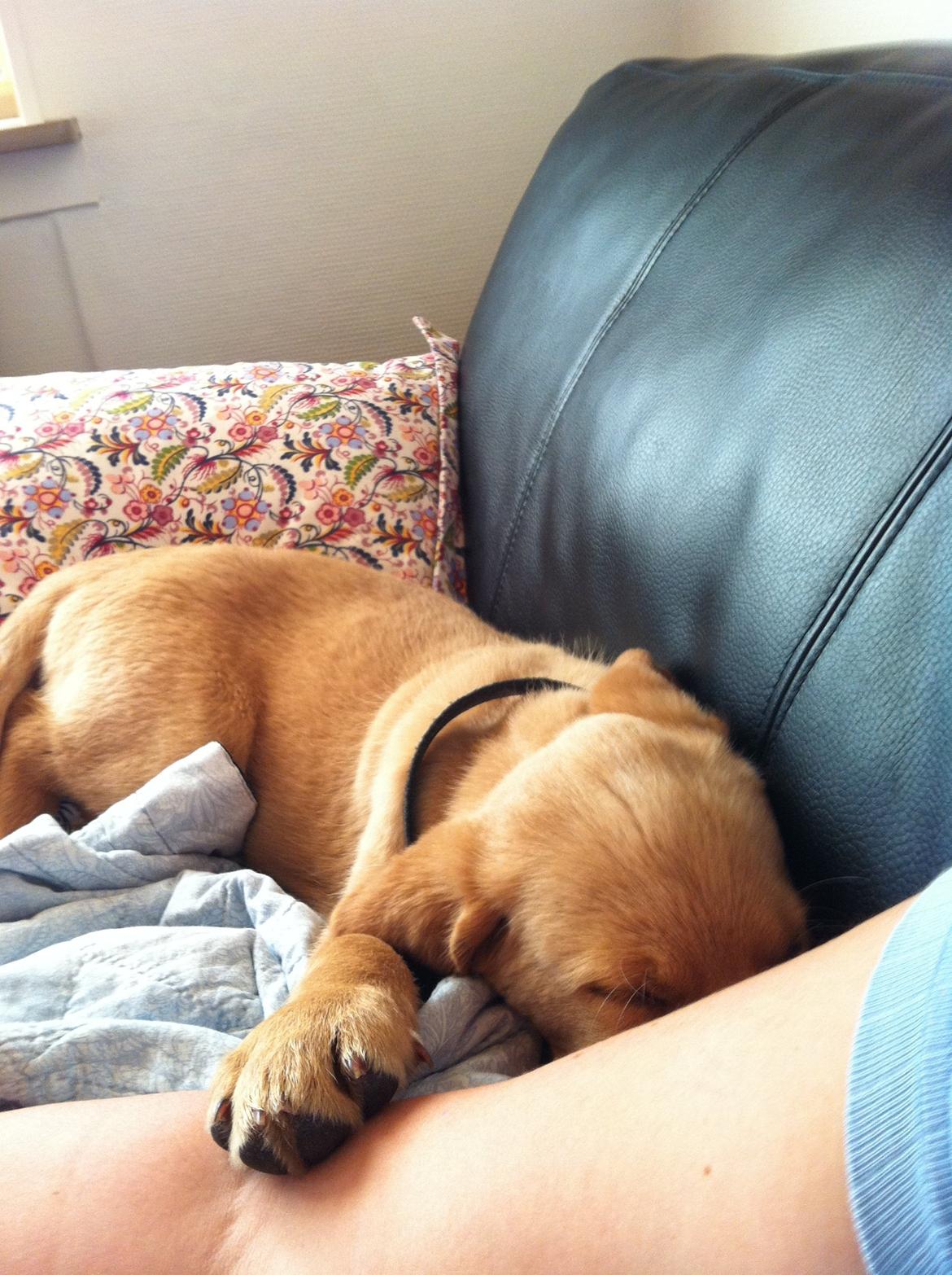 Labrador retriever Futte billede 15