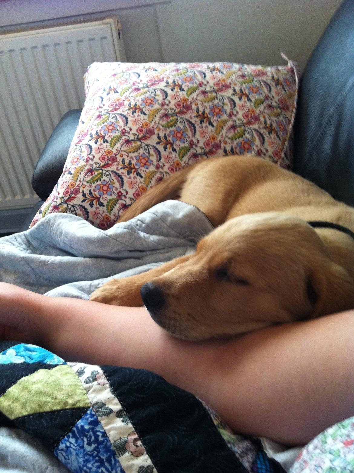 Labrador retriever Futte billede 16