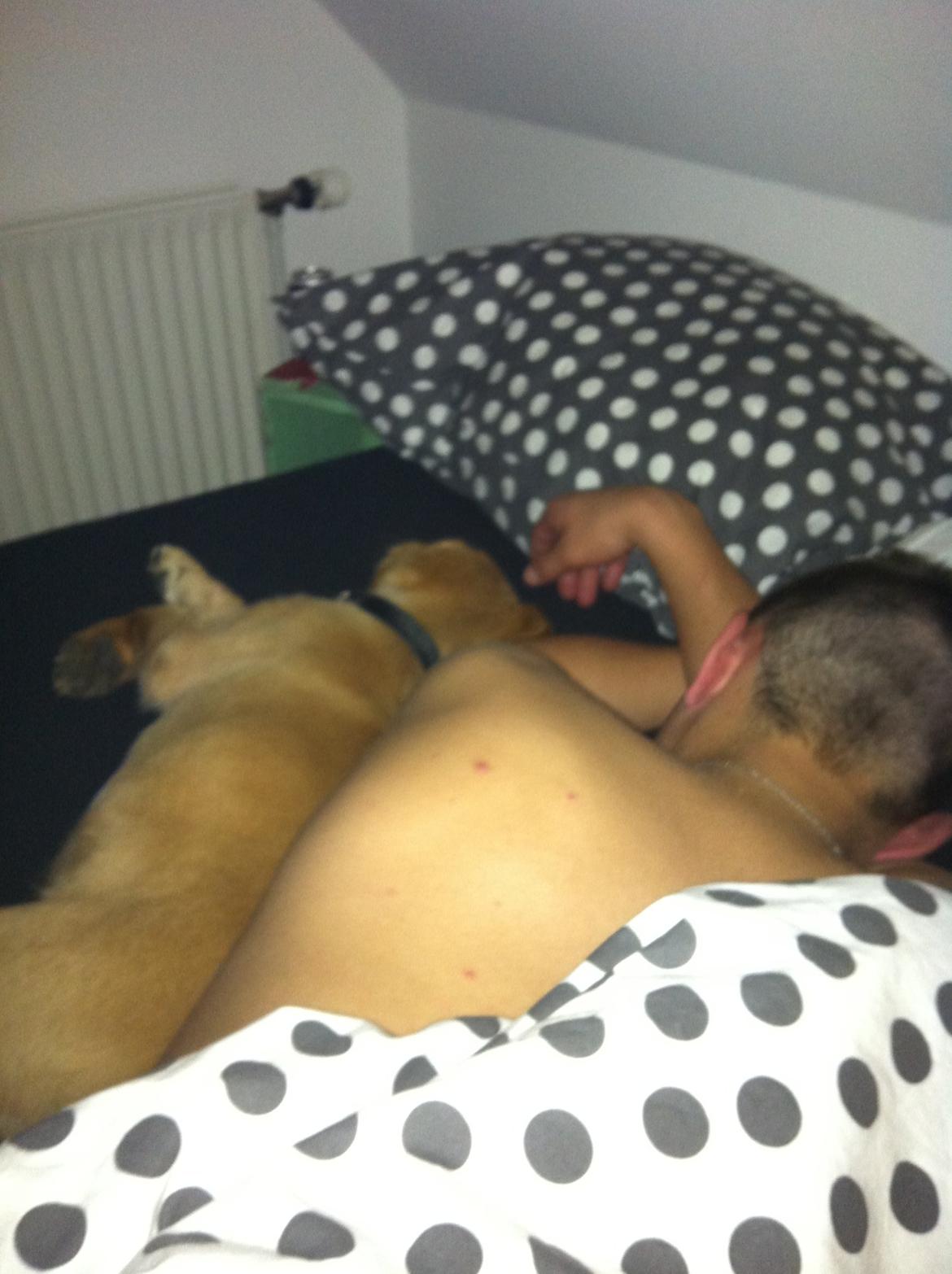 Labrador retriever Futte billede 17