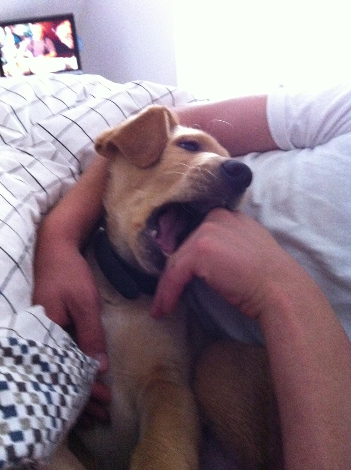 Labrador retriever Futte billede 18