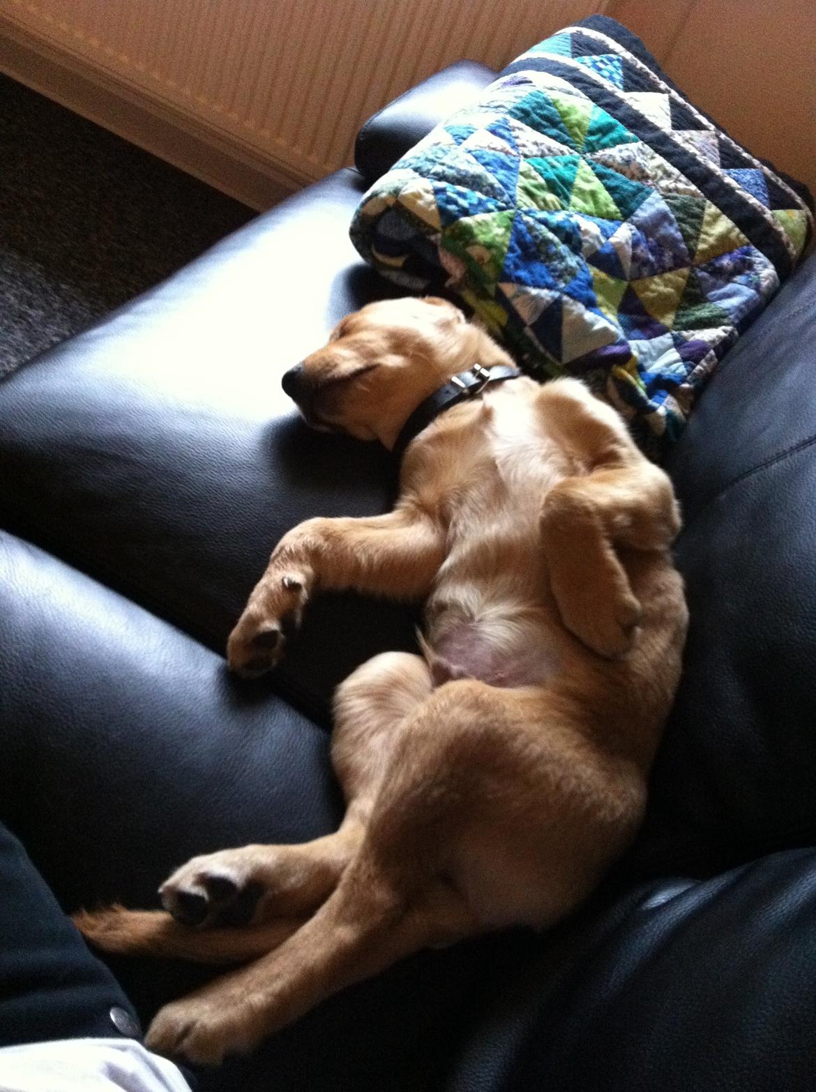 Labrador retriever Futte billede 19