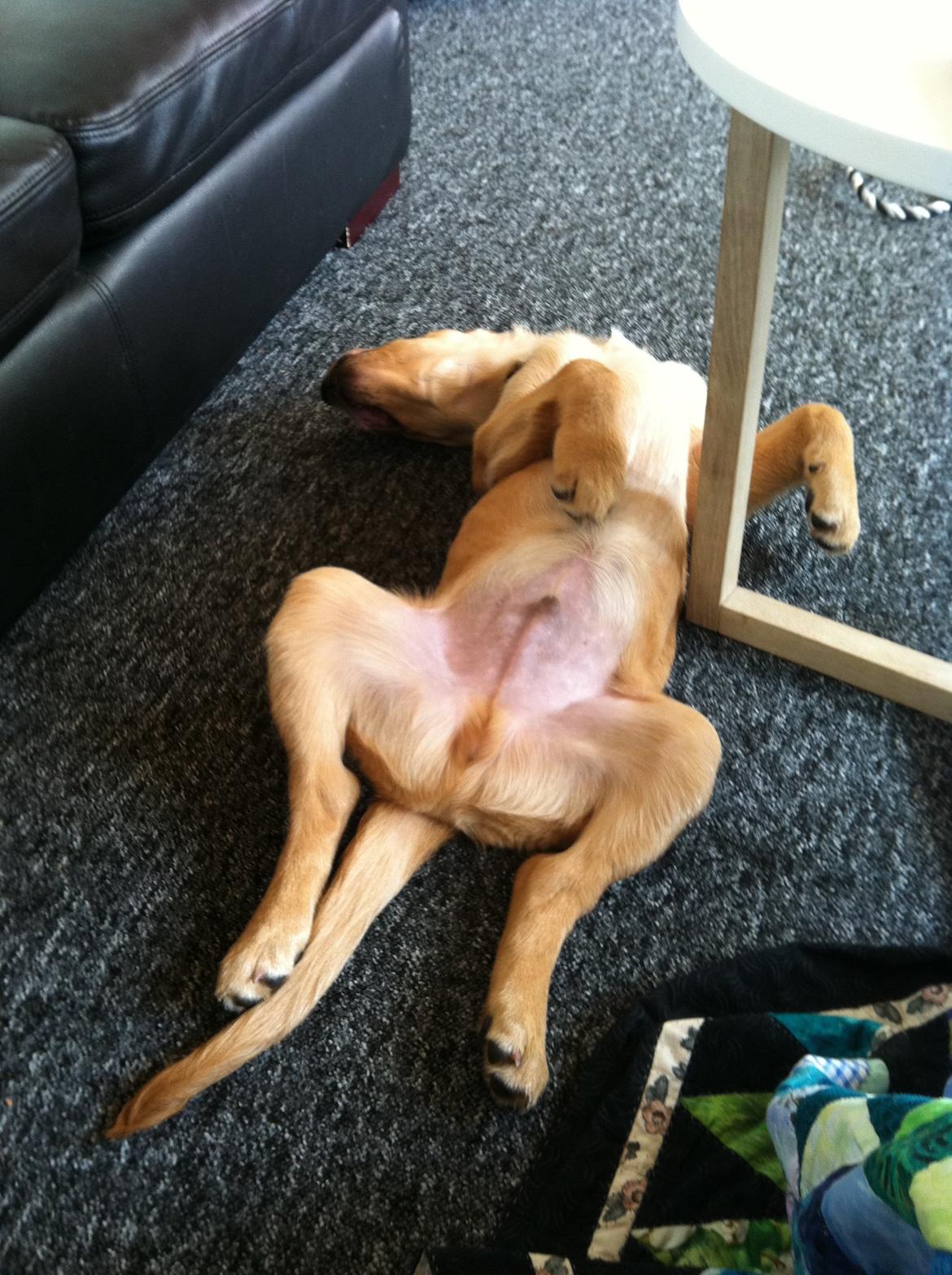 Labrador retriever Futte billede 20