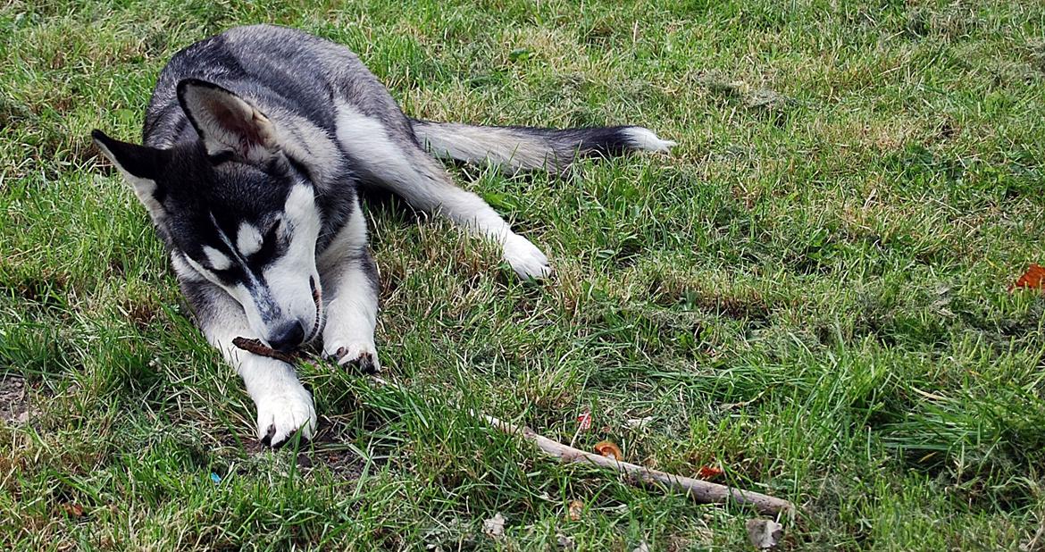 Siberian husky Olivia Cora Hardy billede 1