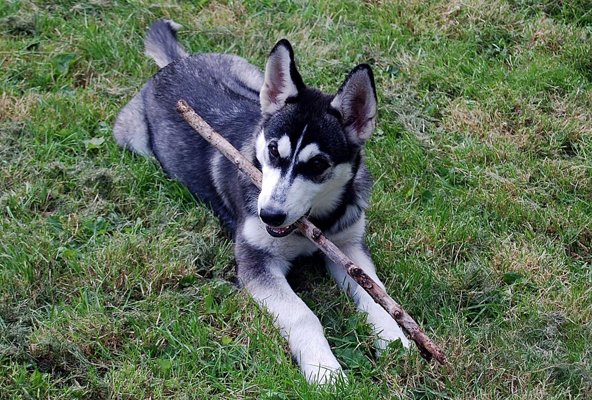 Siberian husky Olivia Cora Hardy billede 2