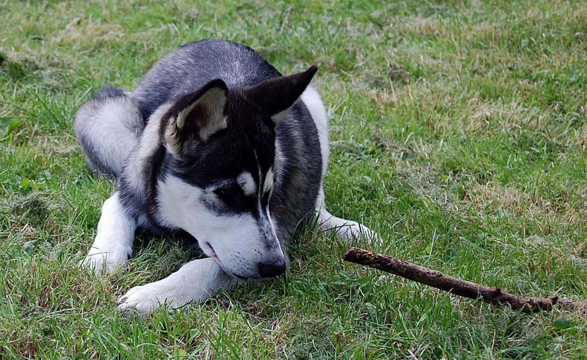 Siberian husky Olivia Cora Hardy billede 3