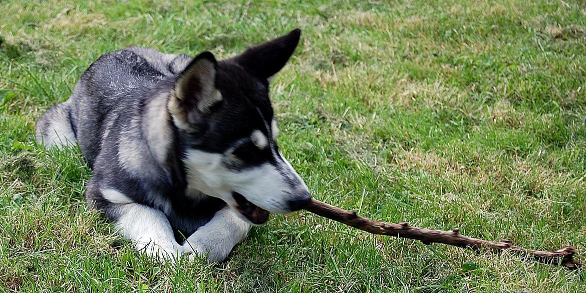 Siberian husky Olivia Cora Hardy billede 4