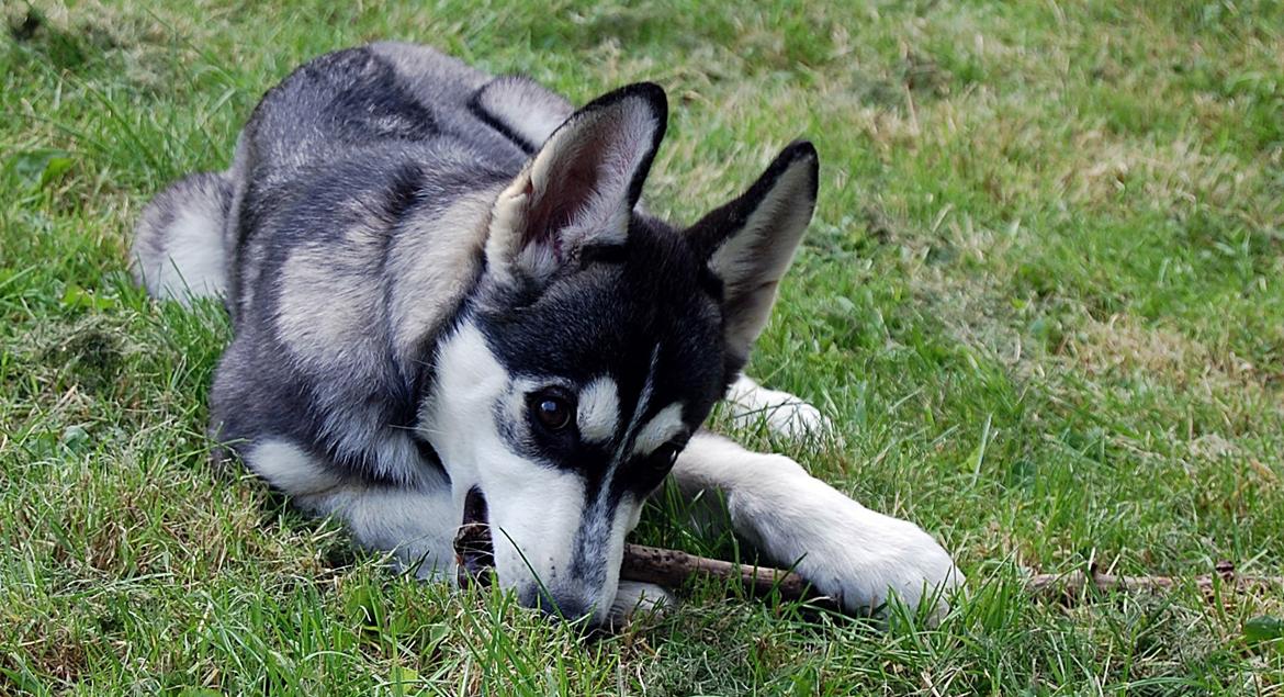 Siberian husky Olivia Cora Hardy billede 5