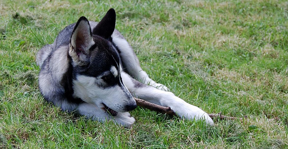 Siberian husky Olivia Cora Hardy billede 6