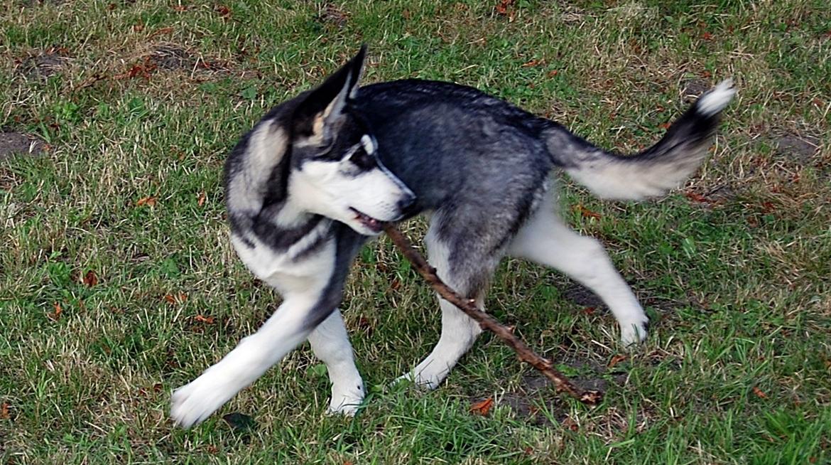 Siberian husky Olivia Cora Hardy - Der er nogen der følger efter mig! billede 8