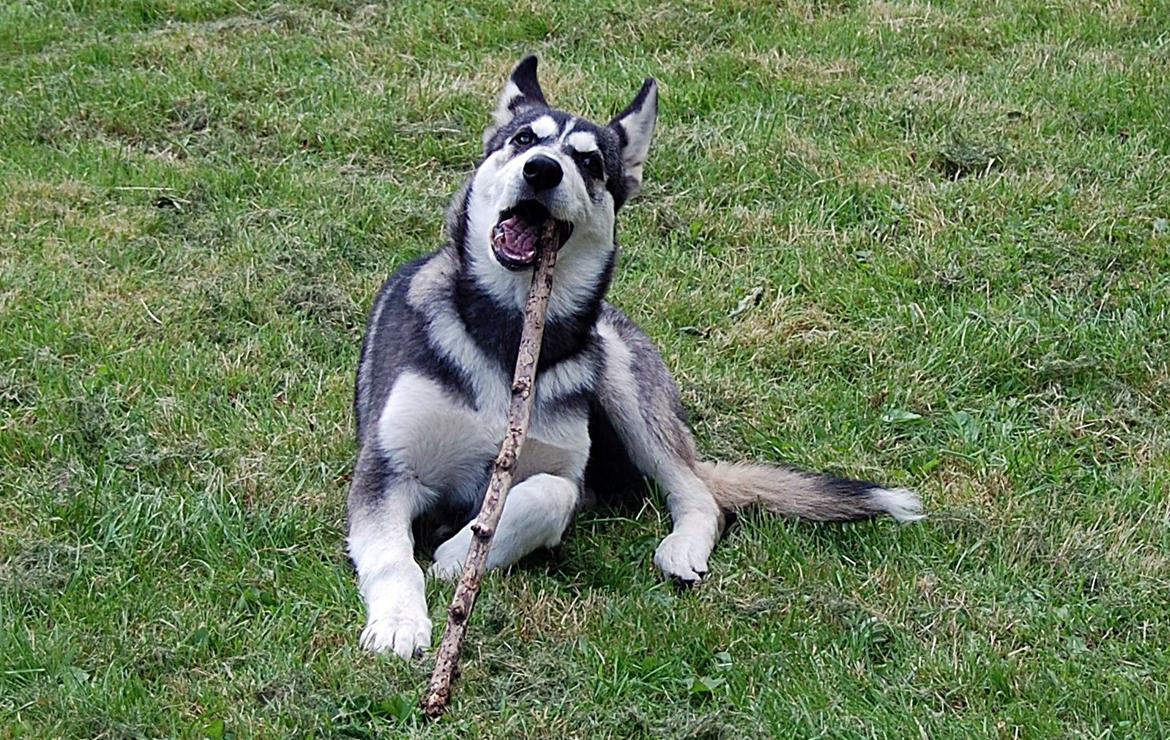 Siberian husky Olivia Cora Hardy billede 9