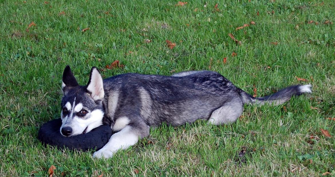 Siberian husky Olivia Cora Hardy billede 14