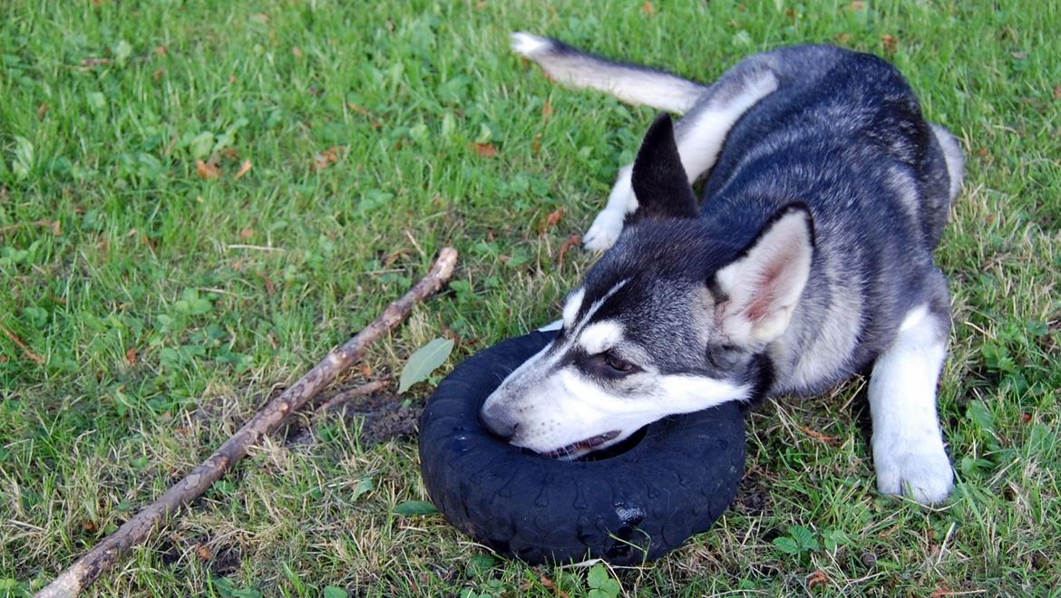 Siberian husky Olivia Cora Hardy billede 15