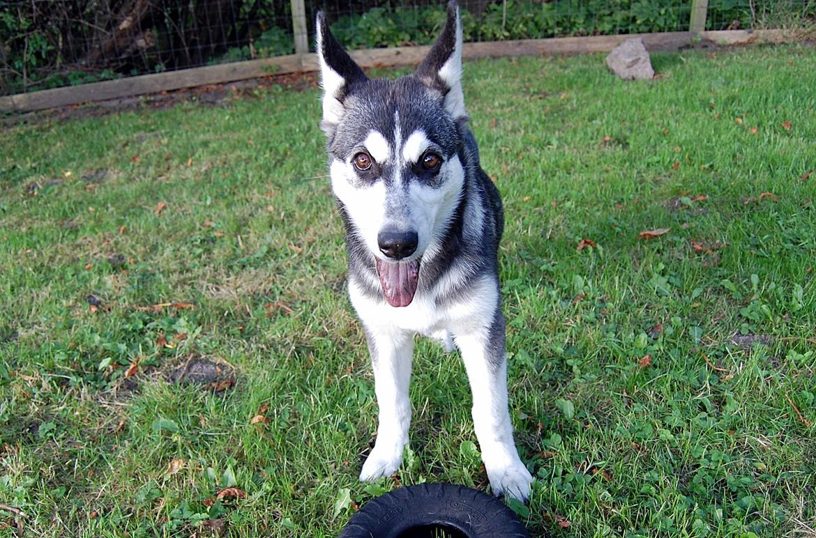 Siberian husky Olivia Cora Hardy billede 17