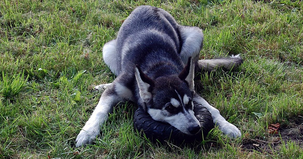 Siberian husky Olivia Cora Hardy billede 20