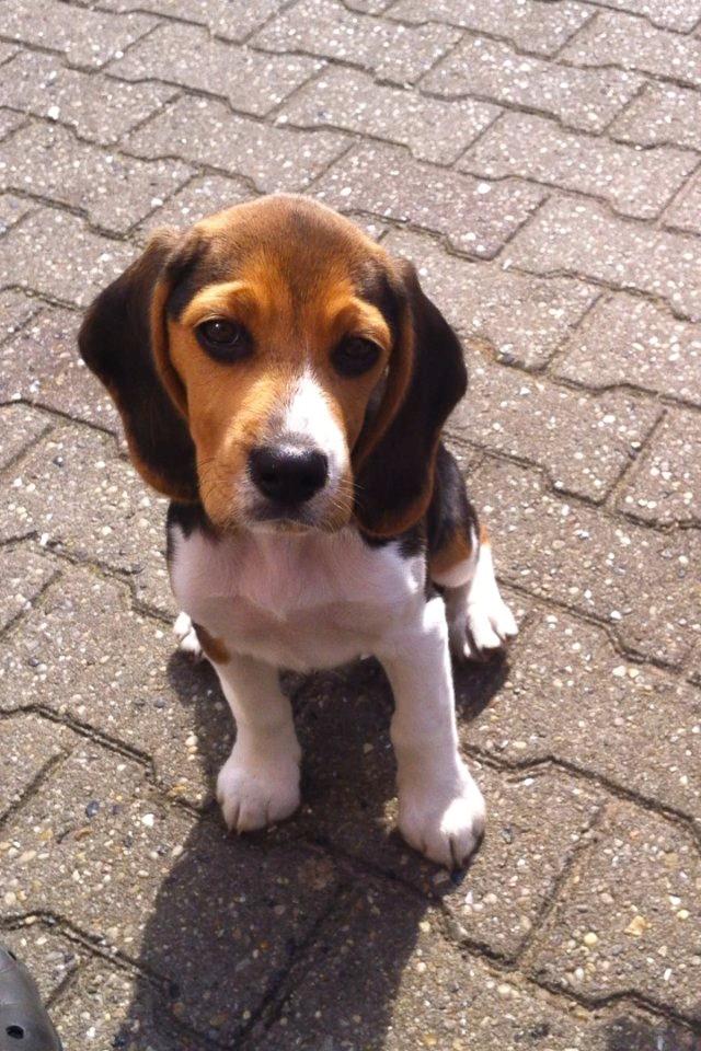 Beagle Thilde billede 2