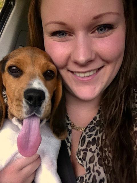 Beagle Thilde billede 3