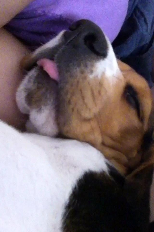 Beagle Thilde billede 4