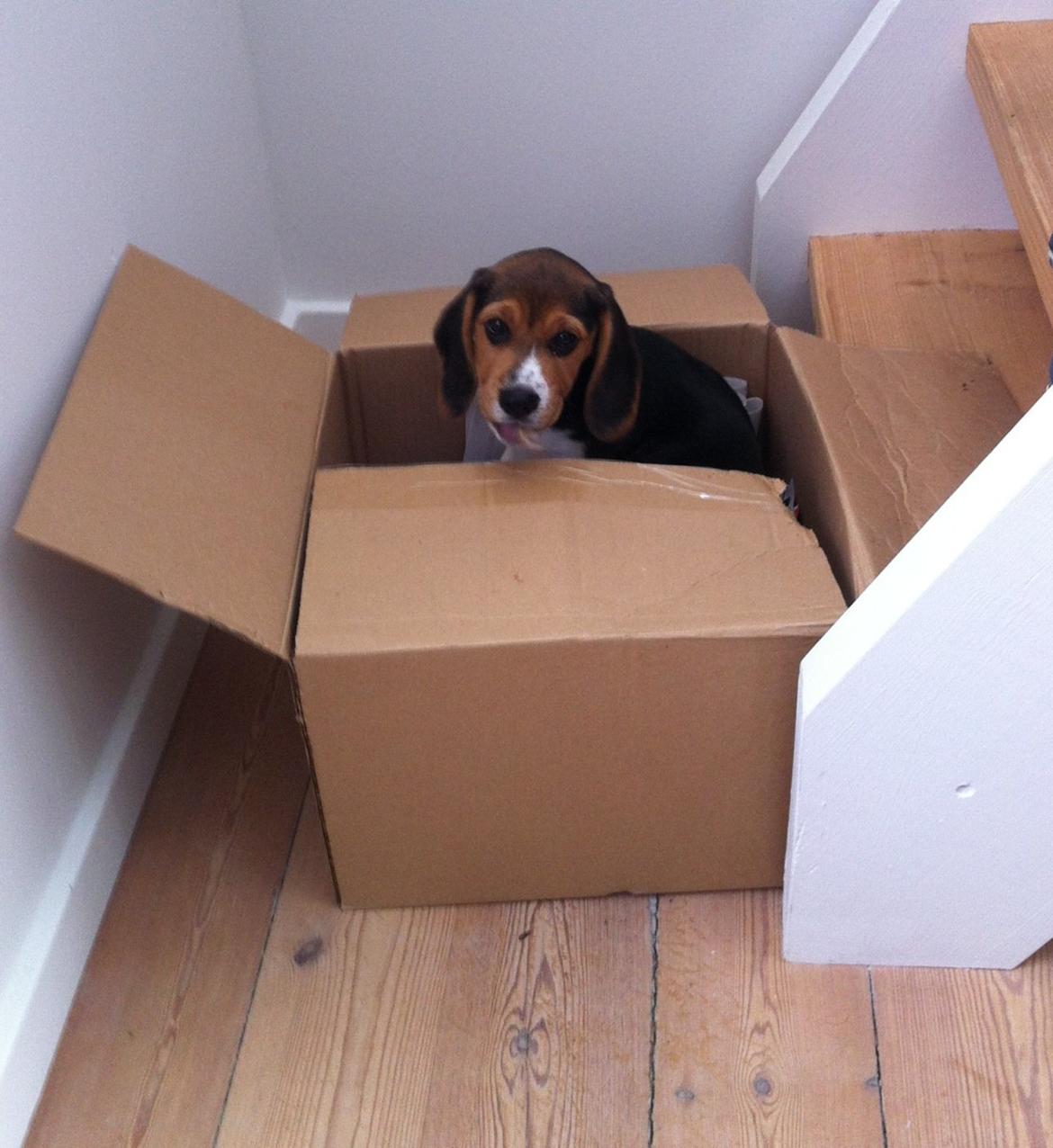 Beagle Thilde billede 5