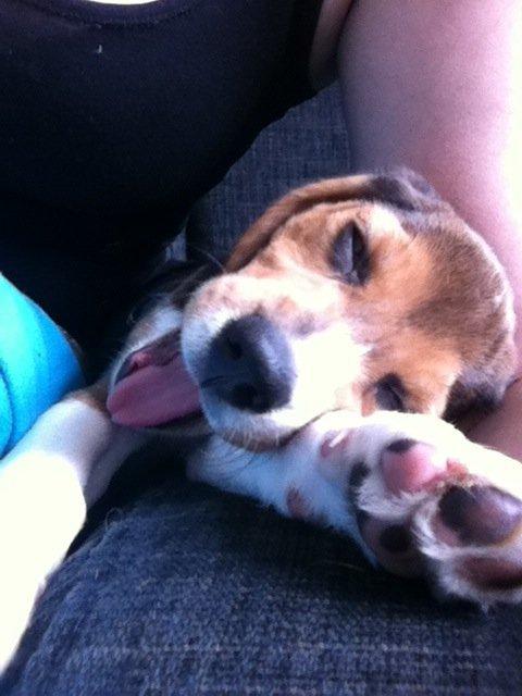 Beagle Thilde billede 6