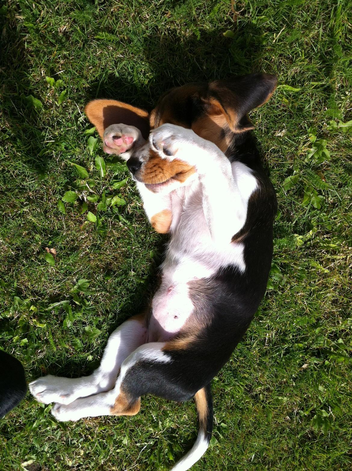 Beagle Thilde billede 7