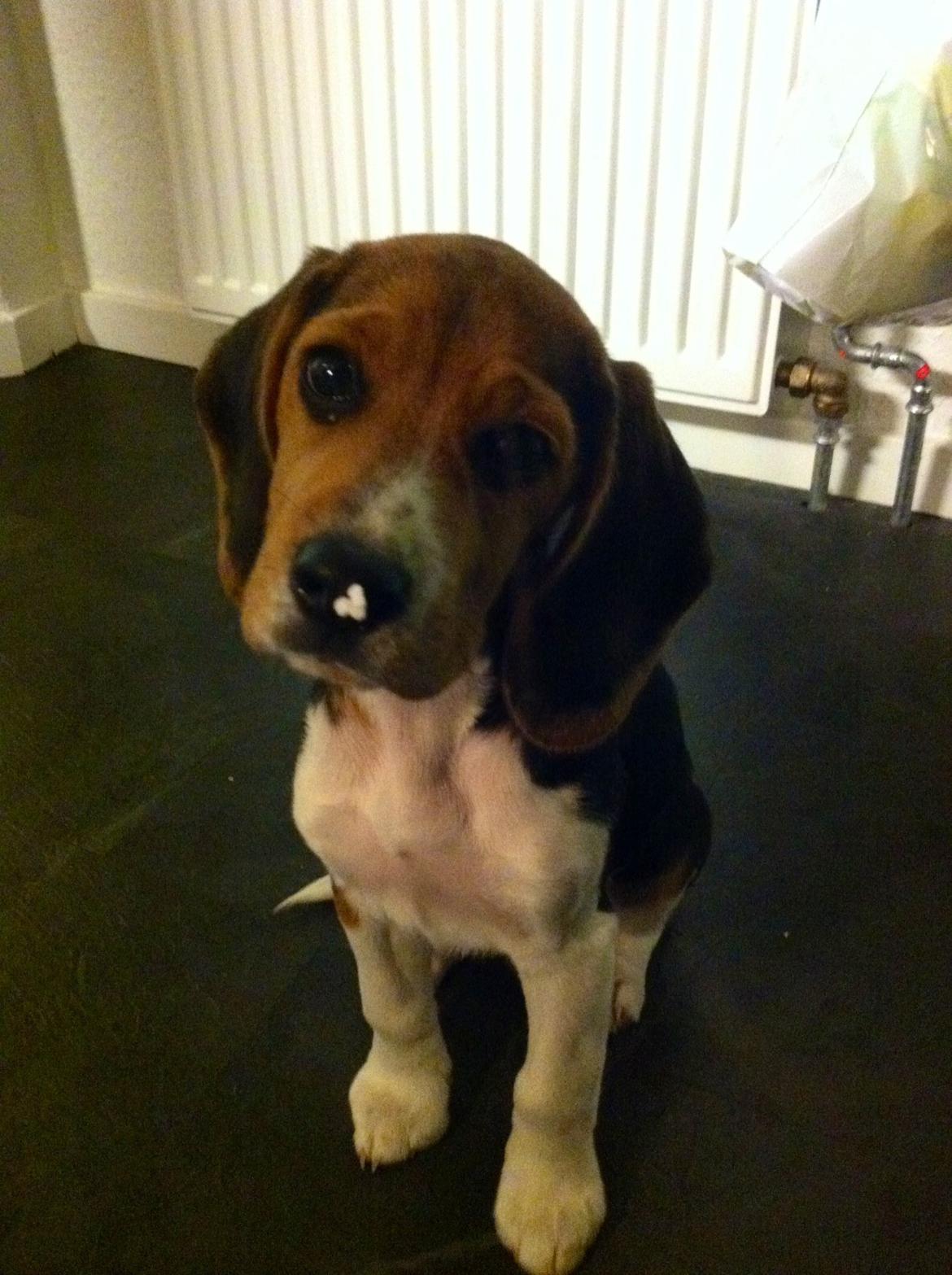 Beagle Thilde billede 9