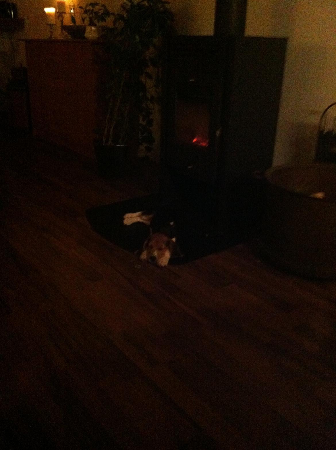 Beagle Thilde billede 10