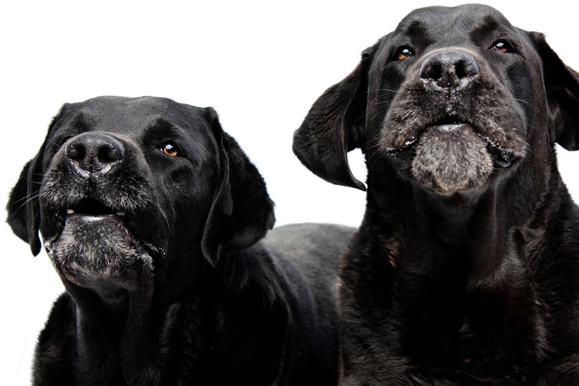 Labrador retriever Jubilant Inchgower Nevis (2003-2016) billede 2