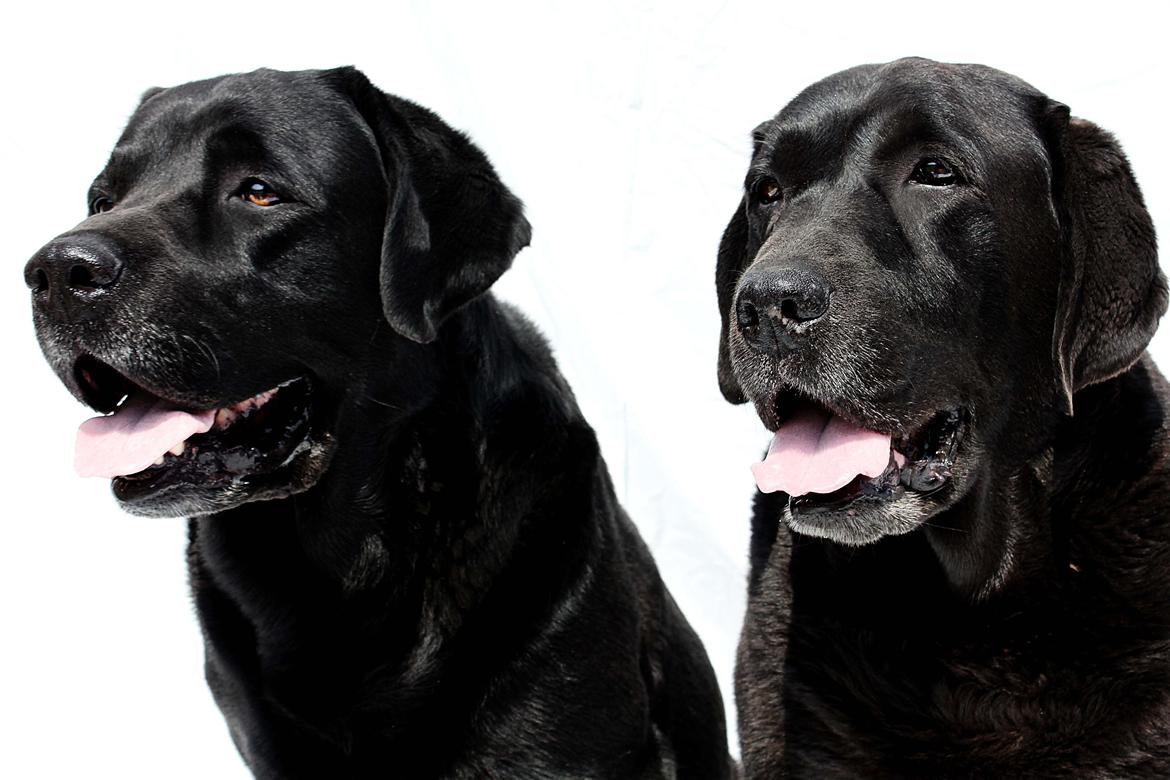 Labrador retriever Jubilant Inchgower Nevis (2003-2016) billede 3