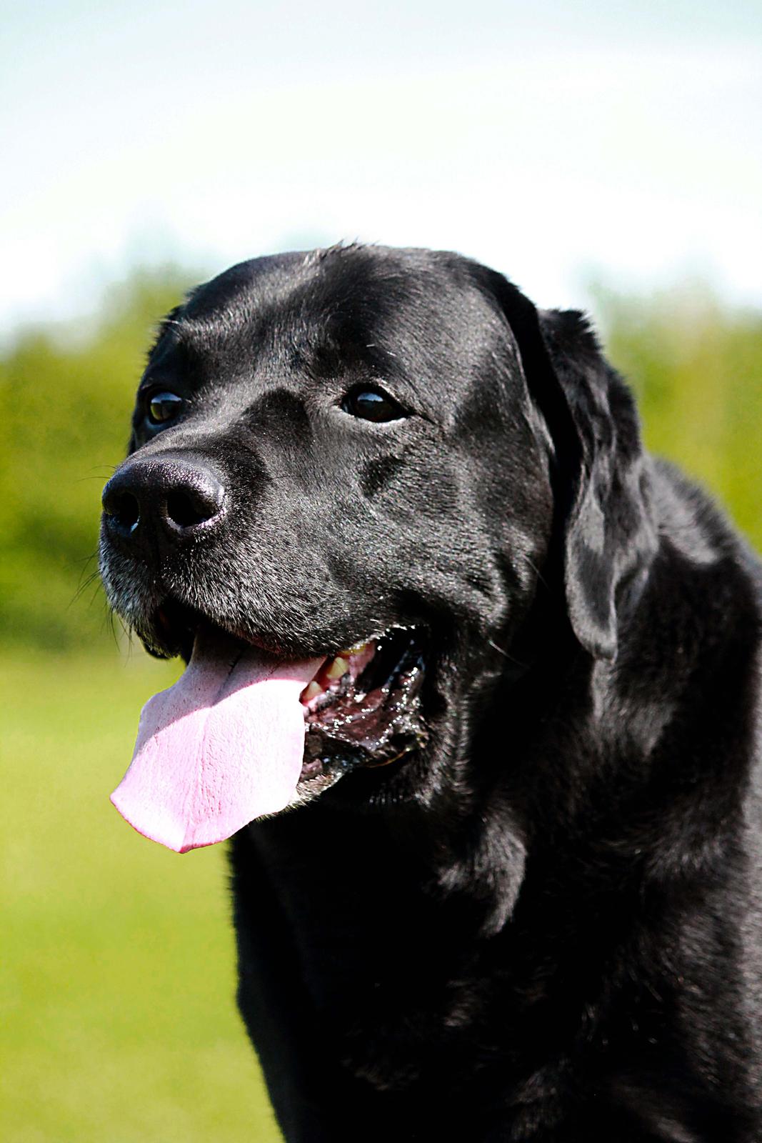 Labrador retriever Jubilant Inchgower Nevis (2003-2016) billede 4