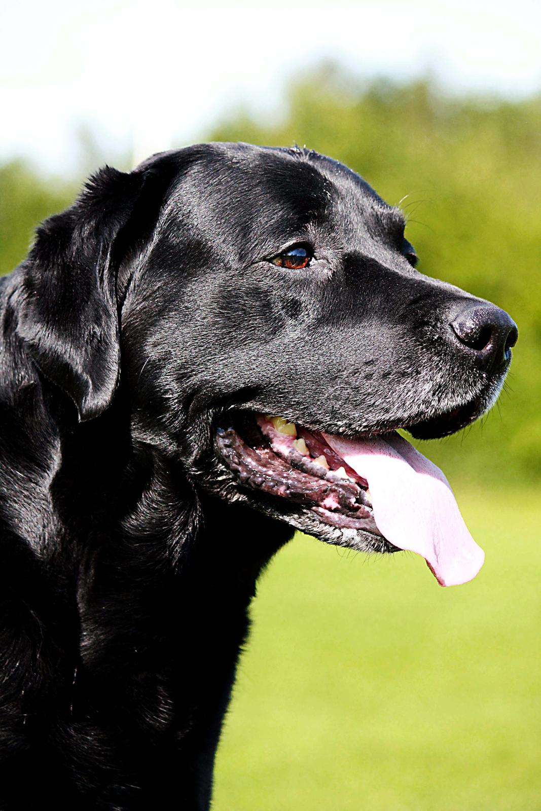 Labrador retriever Jubilant Inchgower Nevis (2003-2016) billede 6