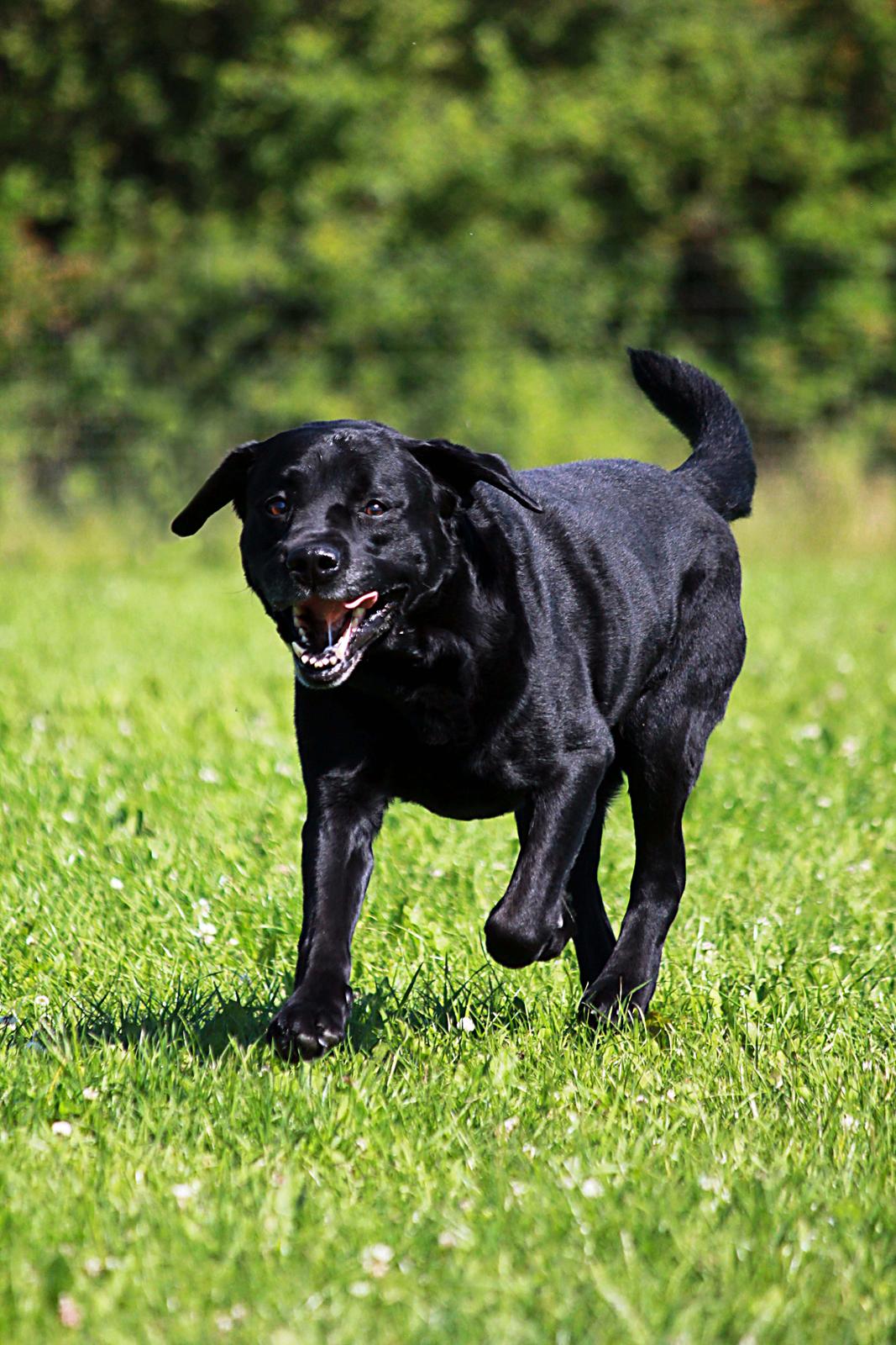 Labrador retriever Jubilant Inchgower Nevis (2003-2016) billede 7