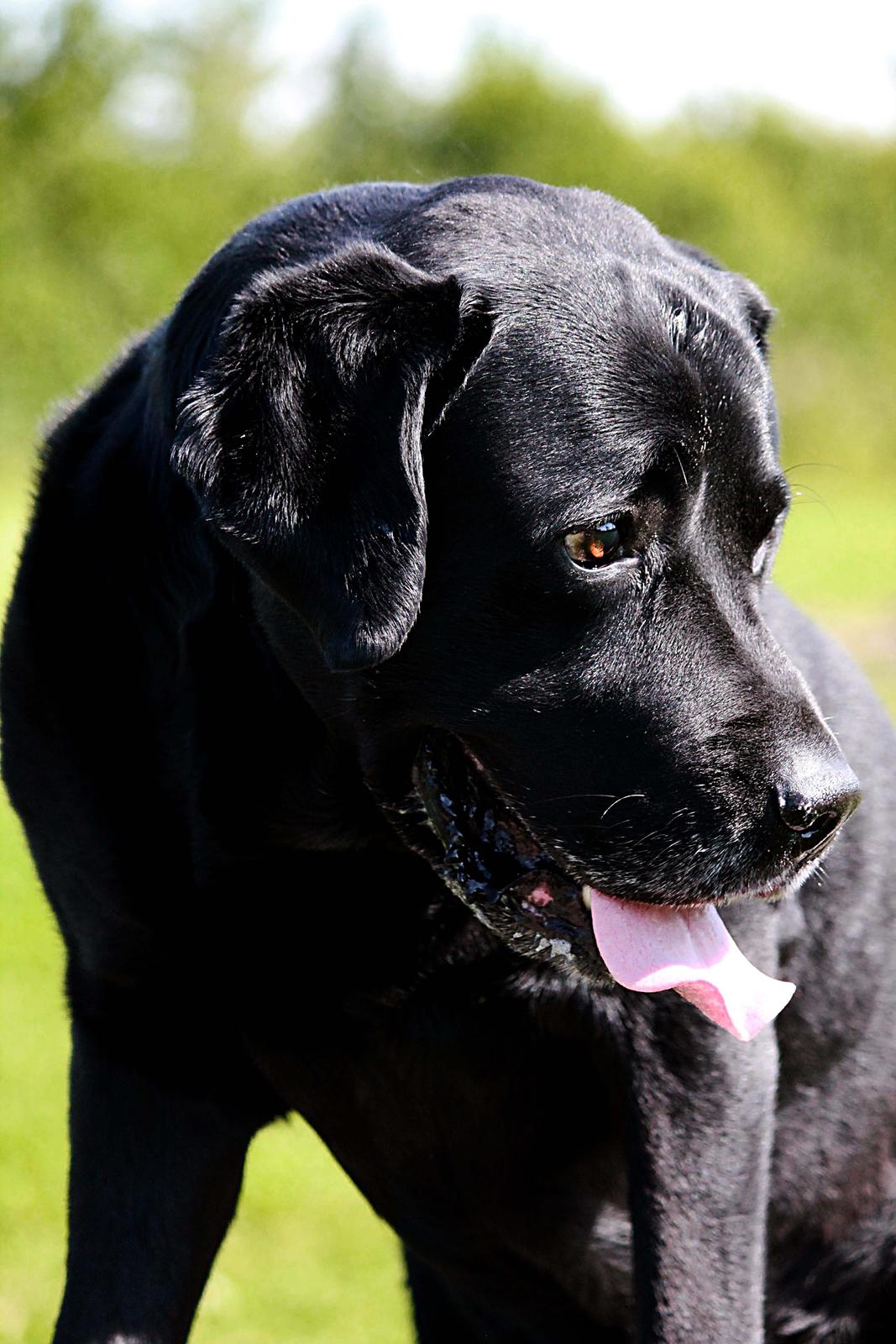 Labrador retriever Jubilant Inchgower Nevis (2003-2016) billede 8