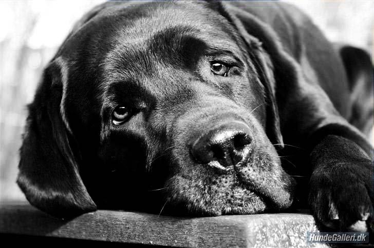 Labrador retriever Jubilant Inchgower Nevis (2003-2016) billede 9