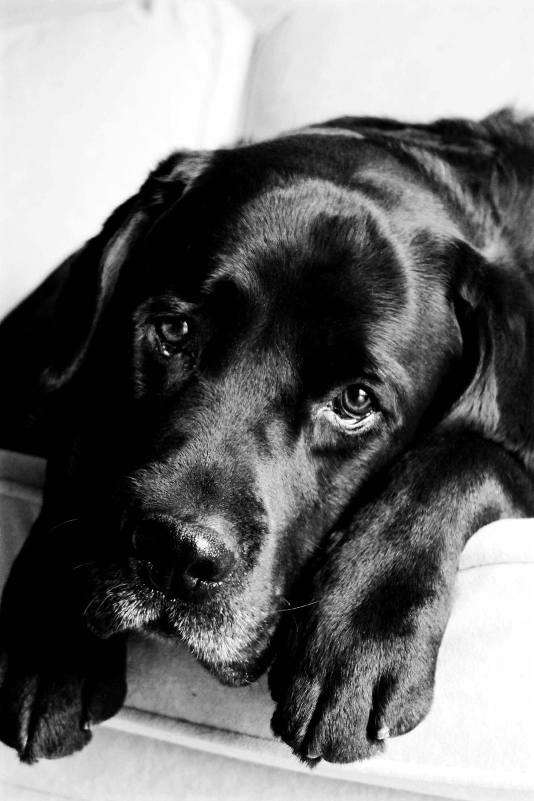 Labrador retriever Jubilant Inchgower Nevis (2003-2016) billede 10