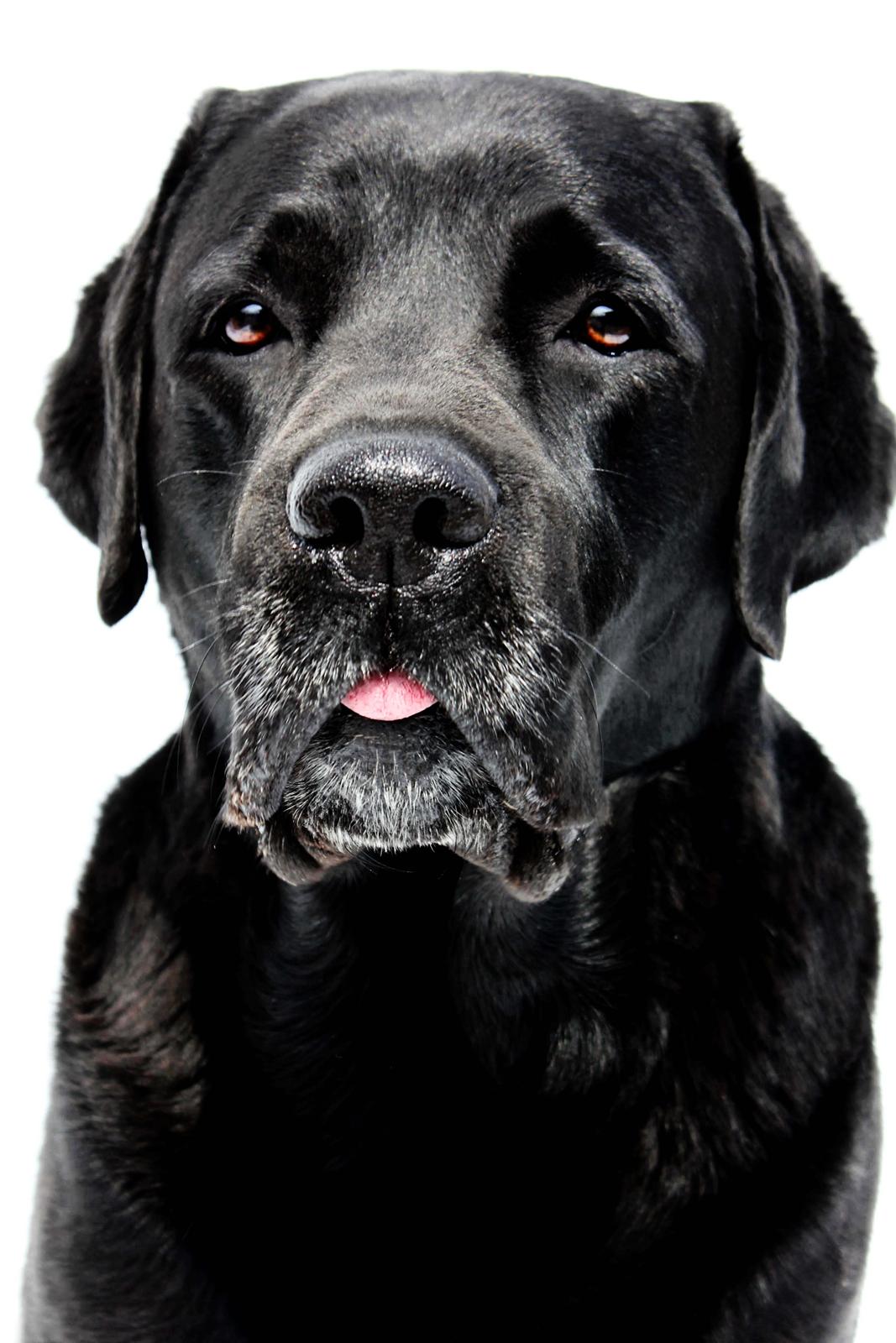 Labrador retriever Jubilant Inchgower Nevis (2003-2016) billede 1